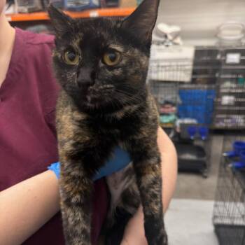 Domestic Short Hair Cats Available for Adoption - Sadie | PetCurious