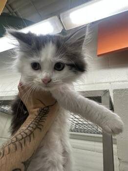 VAIL -  Domestic Long Hair Cat for Adoption in Peoria, Illinois - VAIL | PetCurious
