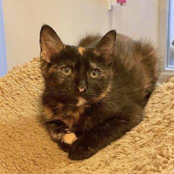 Hilda -  Domestic Short Hair Cat for Adoption in Walnut Creek, California - Hilda | PetCurious