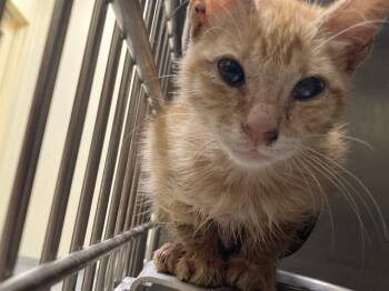 SAREENA -  Domestic Short Hair Cat for Adoption in Tustin, California - SAREENA | PetCurious