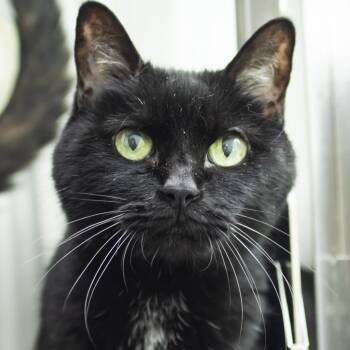 Domestic Short Hair Cats Available for Adoption - Little Kitty | PetCurious