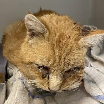 Domestic Short Hair Cats Available for Adoption - 70081 | PetCurious