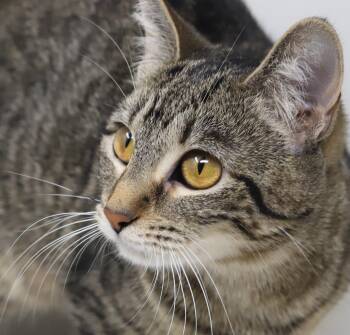 Bengal and Tabby Cats Available for Adoption in Bedford Hills, New York - Mimi Is A Gentle Doll! Tiny For Life And Wow Orange Eyes! | PetCurious