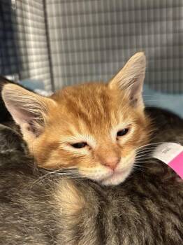 Domestic Short Hair Cats Available for Adoption in Fort Lauderdale, Florida - A2475701 | PetCurious