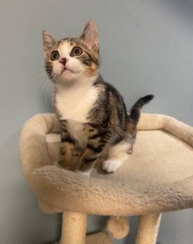 Blossom -  Domestic Short Hair Cat for Adoption in Clayton, New Jersey - Blossom | PetCurious