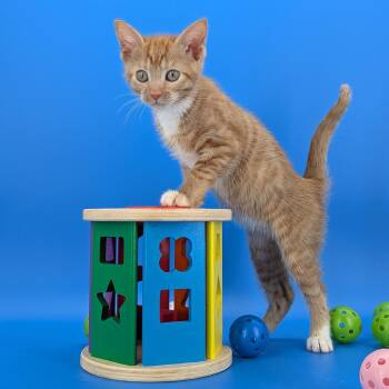 Domestic Short Hair Cats Available for Adoption in Tucker, Georgia - Tiki (Cocktails Litter) | PetCurious