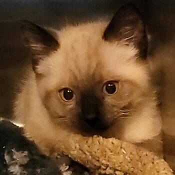 Pixie -  Siamese Cat for Adoption in Veneta, Oregon - Pixie | PetCurious