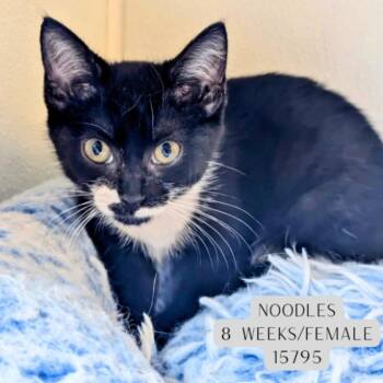 Noodles -  Domestic Short Hair Cat for Adoption - Noodles | PetCurious