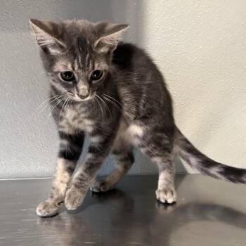 IVHS-Stray-140640 -  Domestic Short Hair Cat for Adoption in San Gabriel, California - IVHS-Stray-140640 | PetCurious