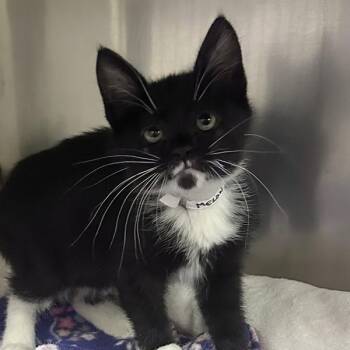 Melon -  Domestic Short Hair Cat for Adoption in Walnut Creek, California - Melon | PetCurious