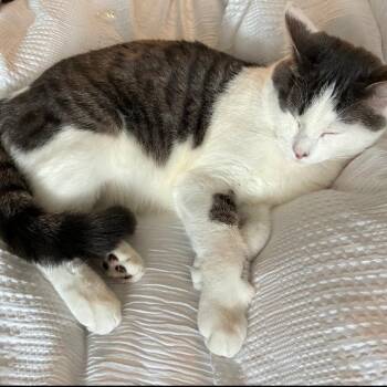 Kensington -  Domestic Short Hair Cat for Adoption in Waldorf, Maryland - Kensington | PetCurious