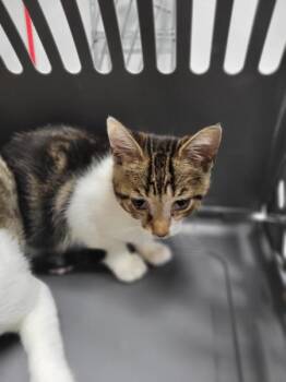 Nf-5 -  Domestic Short Hair Cat for Adoption in Lawrenceville, Georgia - Nf-5 | PetCurious