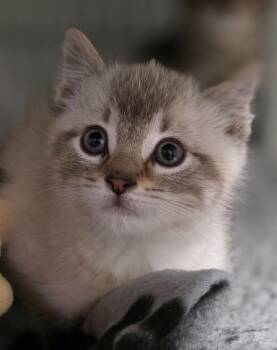 Townie -  Domestic Short Hair Cat Available for Adoption in Saginaw, Michigan - Townie | PetCurious