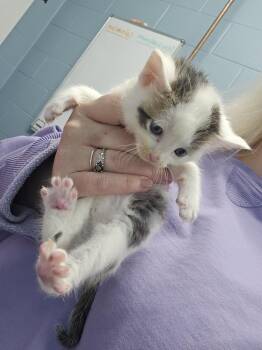 Stegosaurus -  Domestic Short Hair Cat Available for Adoption in Evansville, Indiana - Stegosaurus | PetCurious