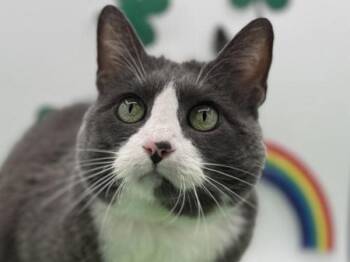 Domestic Short Hair Cats Available for Adoption - Scarlet | PetCurious