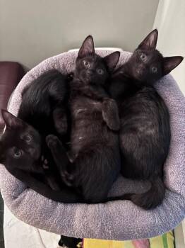 Angus -  Domestic Short Hair Cat for Adoption - Angus | PetCurious
