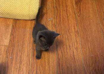 Ingrid -  Domestic Short Hair Cat Available for Adoption in Lancaster, California - Ingrid | PetCurious