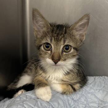 Motto Motto -  Domestic Short Hair Cat for Adoption in West Palm Beach, Florida - Motto Motto | PetCurious