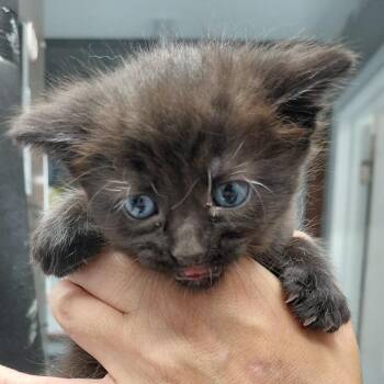 Domestic Short Hair Cats Available for Adoption in Springtown, Texas - Scarlet Witch | PetCurious