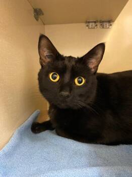 Domestic Short Hair Cats Available for Adoption in Winnipeg, Manitoba - Mystery | PetCurious