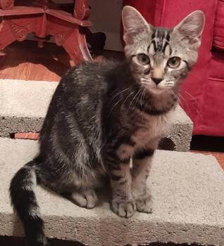 Eden (with Sydney) -  Domestic Short Hair Cat for Adoption in Silverton, Oregon - Eden (with Sydney) | PetCurious