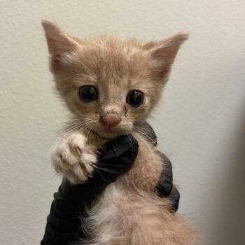 Grillo -  Domestic Short Hair Cat for Adoption in Charlottesville, Virginia - Grillo | PetCurious