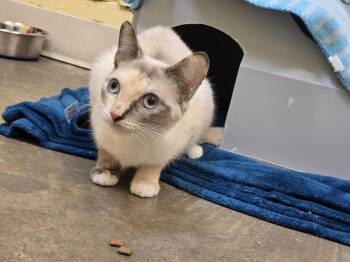 Rescue Domestic Short Hair Cats for Adoption in Juneau, Alaska - Ooski | PetCurious