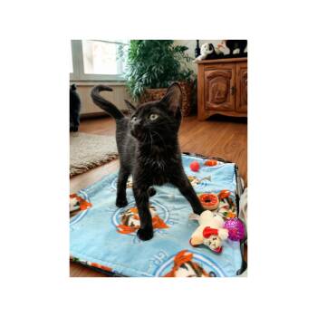 Bones -  Domestic Short Hair Cat for Adoption in Battle Creek, Michigan - Bones | PetCurious