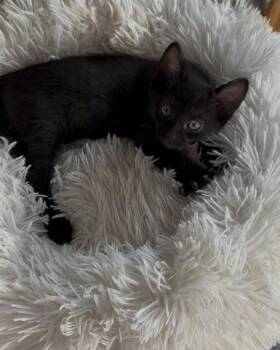 Bowtie -  Domestic Short Hair Cat for Adoption in Edmond, Oklahoma - Bowtie | PetCurious