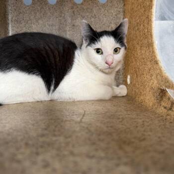 Domestic Short Hair Cats Available for Adoption in Tuscaloosa, Alabama - TUSC-Wildlife-84084 | PetCurious