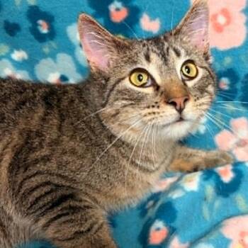 Domestic Short Hair Cats Available for Adoption in Waterloo, Iowa - Igor | PetCurious