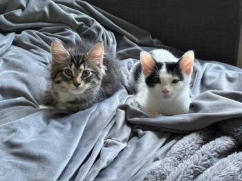 Willy Wonka -  Domestic Short Hair Cat for Adoption in Elmsford, New York - Willy Wonka | PetCurious