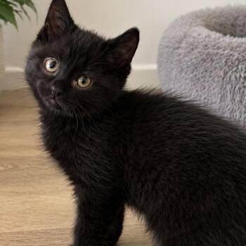 Domestic Short Hair Cats Available for Adoption in Edwards, Illinois - Benedict | PetCurious