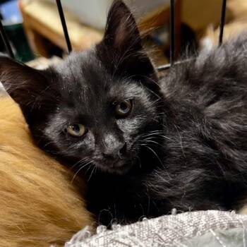 Sasha -  Domestic Medium Hair Cat for Adoption in Moses Lake, Washington - Sasha | PetCurious