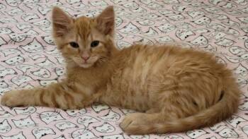 Thunder -  Domestic Long Hair Cat for Adoption in Millcreek, Utah - Thunder | PetCurious