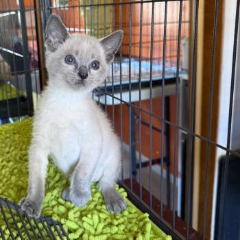 Skullet -  Siamese Cat for Adoption in Kansas City, Missouri - Skullet | PetCurious