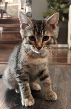 Birkin -  Domestic Short Hair Cat for Adoption in Omaha, Nebraska - Birkin | PetCurious