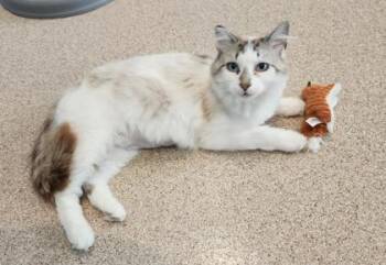 Chewy -  Siamese Cat for Adoption in Fairfield, Iowa - Chewy | PetCurious