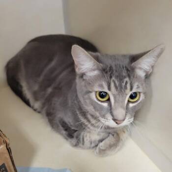 Domestic Short Hair Cats Available for Adoption in Westminster, California - Te Amo | PetCurious