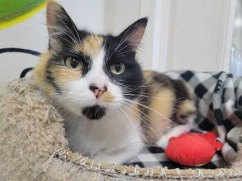 Domestic Long Hair Cats Available for Adoption in Mckinleyville, California - HONEY | PetCurious