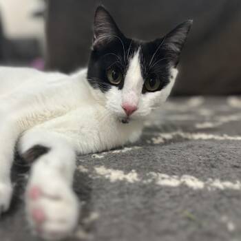 Rescue Domestic Short Hair Cats for Adoption in Madison, Wisconsin - Valentina | PetCurious