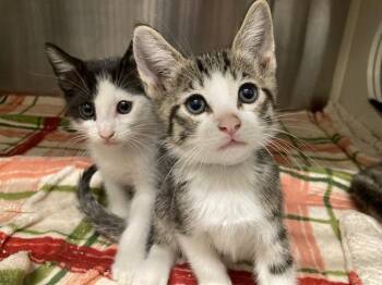 FITZGERALD -  Domestic Short Hair Cat for Adoption in Tustin, California - FITZGERALD | PetCurious