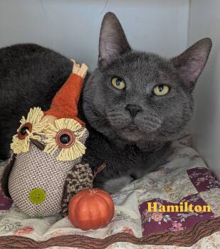Hamilton -  Domestic Short Hair Cat for Adoption in Flint, Michigan - Hamilton | PetCurious