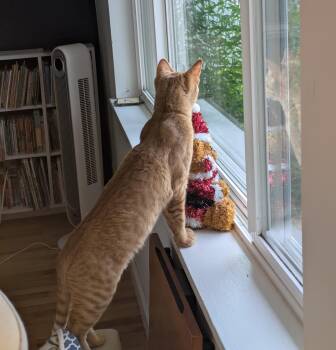 Rescue Domestic Short Hair Cats for Adoption in Seattle, Washington - Cheese | PetCurious