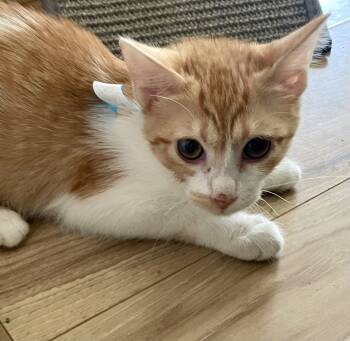 Rescue Domestic Short Hair Cats for Adoption in Tampa, Florida - Kentucky | PetCurious