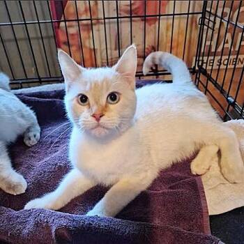 Siamese Cats Available for Adoption - Sunset And Whisper | PetCurious