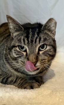 Domestic Short Hair Cats Available for Adoption - Pillsbury | PetCurious