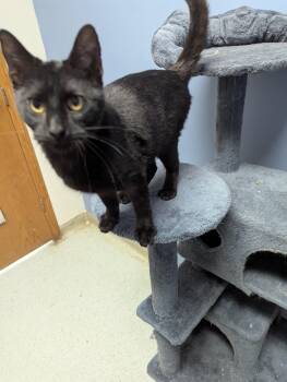 Domestic Short Hair Cats Available for Adoption - Mr Chatters | PetCurious