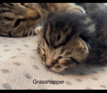 Domestic Short Hair Cats Available for Adoption in Johnson City, Tennessee - Grasshopper | PetCurious