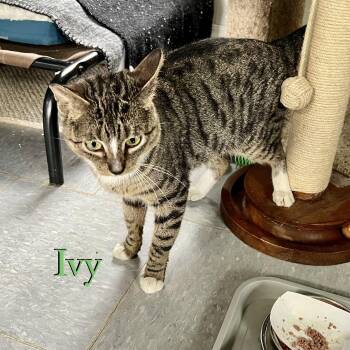 Domestic Short Hair Cats Available for Adoption in Hazlet, New Jersey - Ivy | PetCurious